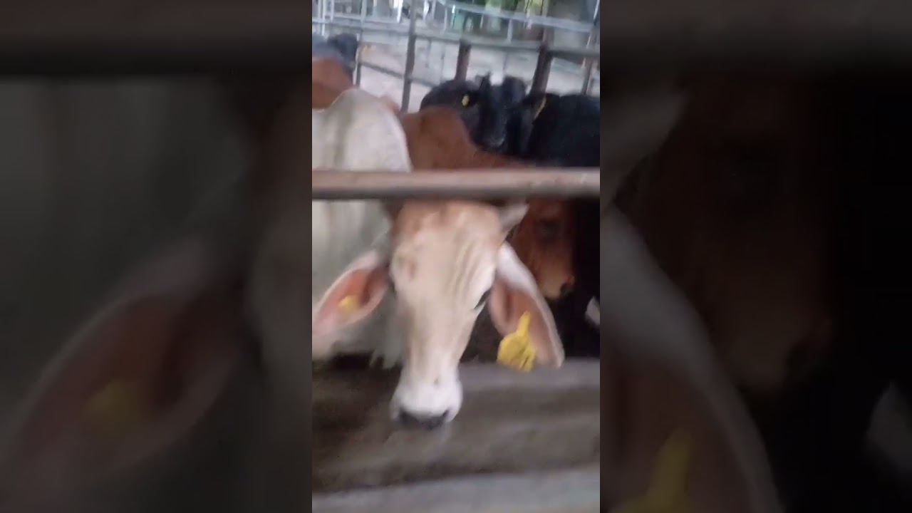 sapi BX atau brahman cross