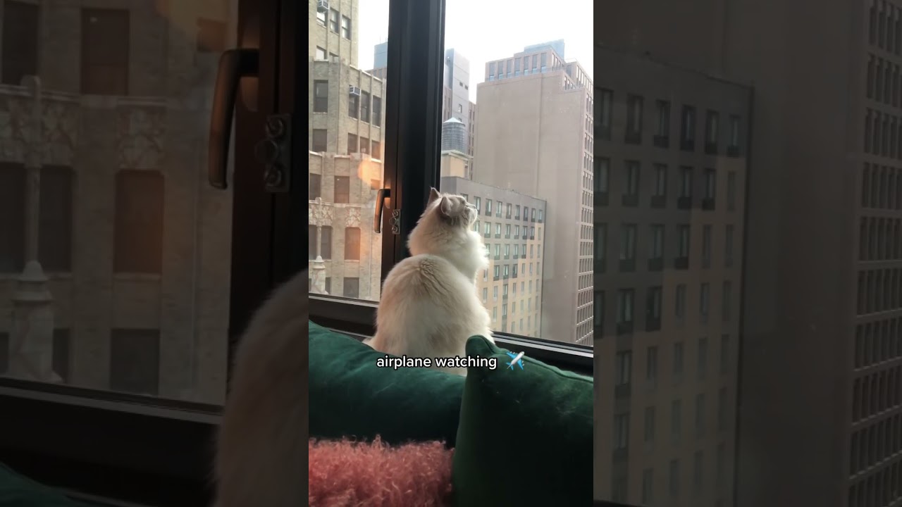 My Ragdoll cat&rsquo;s favorite hobby #ragdoll #cat #shorts