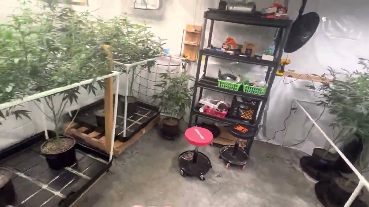 Advanced nutrients grow off! Sensi coco vs Sensi powders