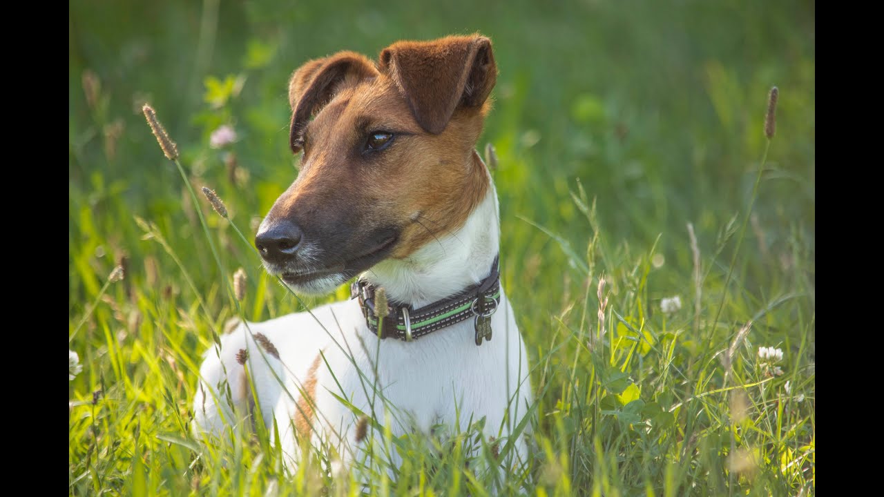 Foksterier kr&oacute;tkowłosy (Smooth Fox Terrier ) szlifuje zadania.
