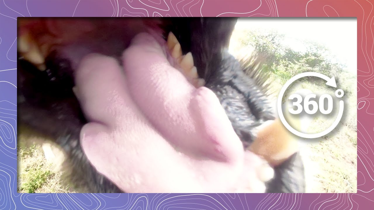 Lion in 360 4k Eats GoPro Fusion and Camera Survives (Wildlife and Nature 2018)