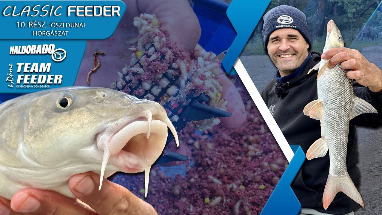 Sipos Gábor - A classic feeder 10. rész – Őszi dunai horgászat