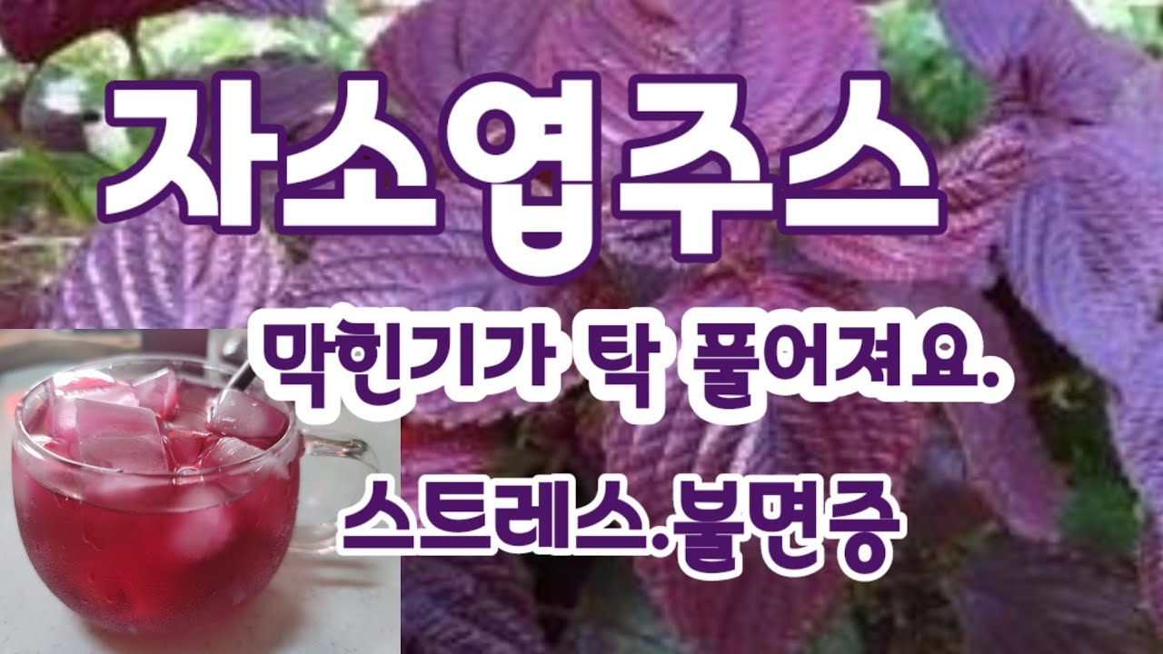자소엽 주스 차조기주스   레몬의 비밀 여름음료