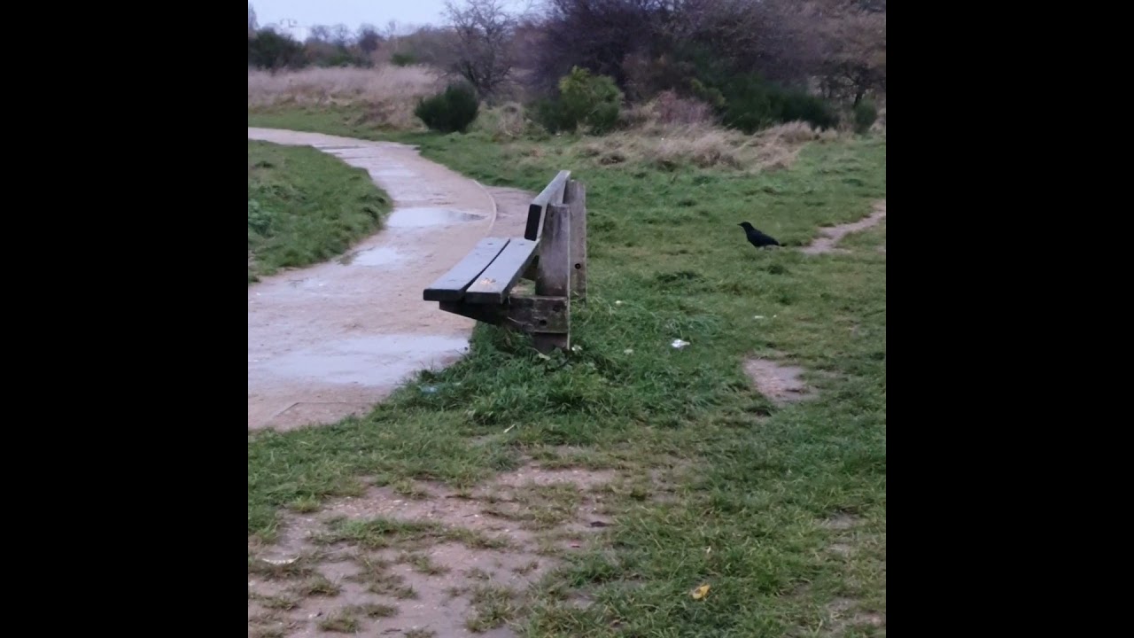 crow vignettes from the age of arwen