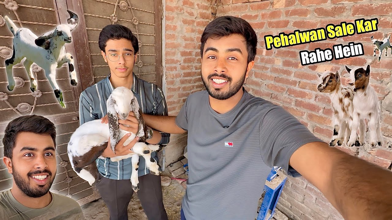 Rare Goat Are Being Sold 💰 How Much 💵 Online Business Start 💰 Started an online business.