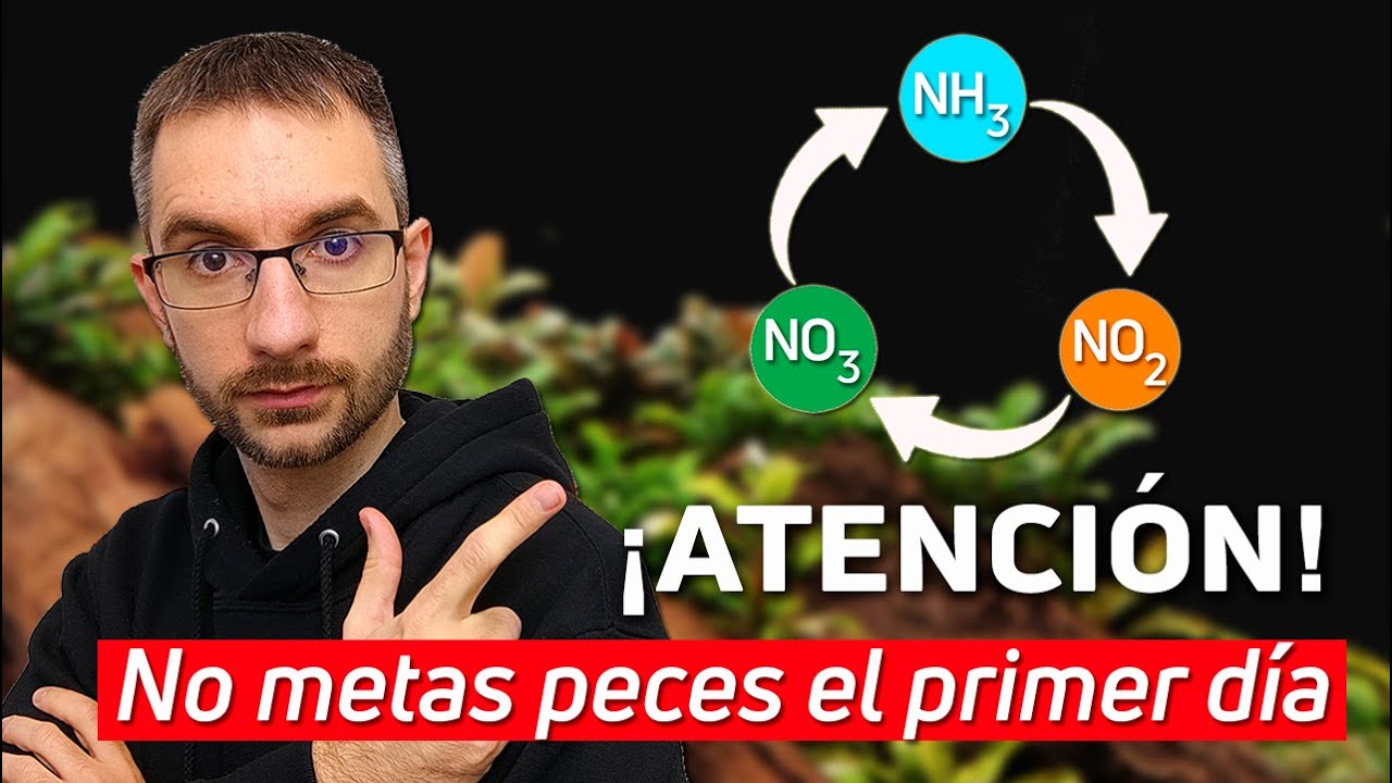 C&oacute;mo Ciclar el Acuario y Preparar el H&aacute;bitat Perfecto para tus Peces