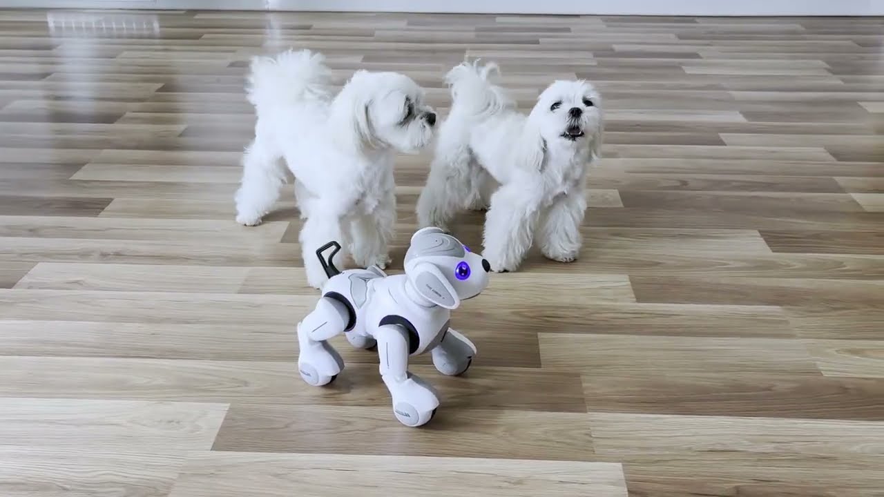 WHY ARE MALTESE DOGS THE BEST BREED EVER?