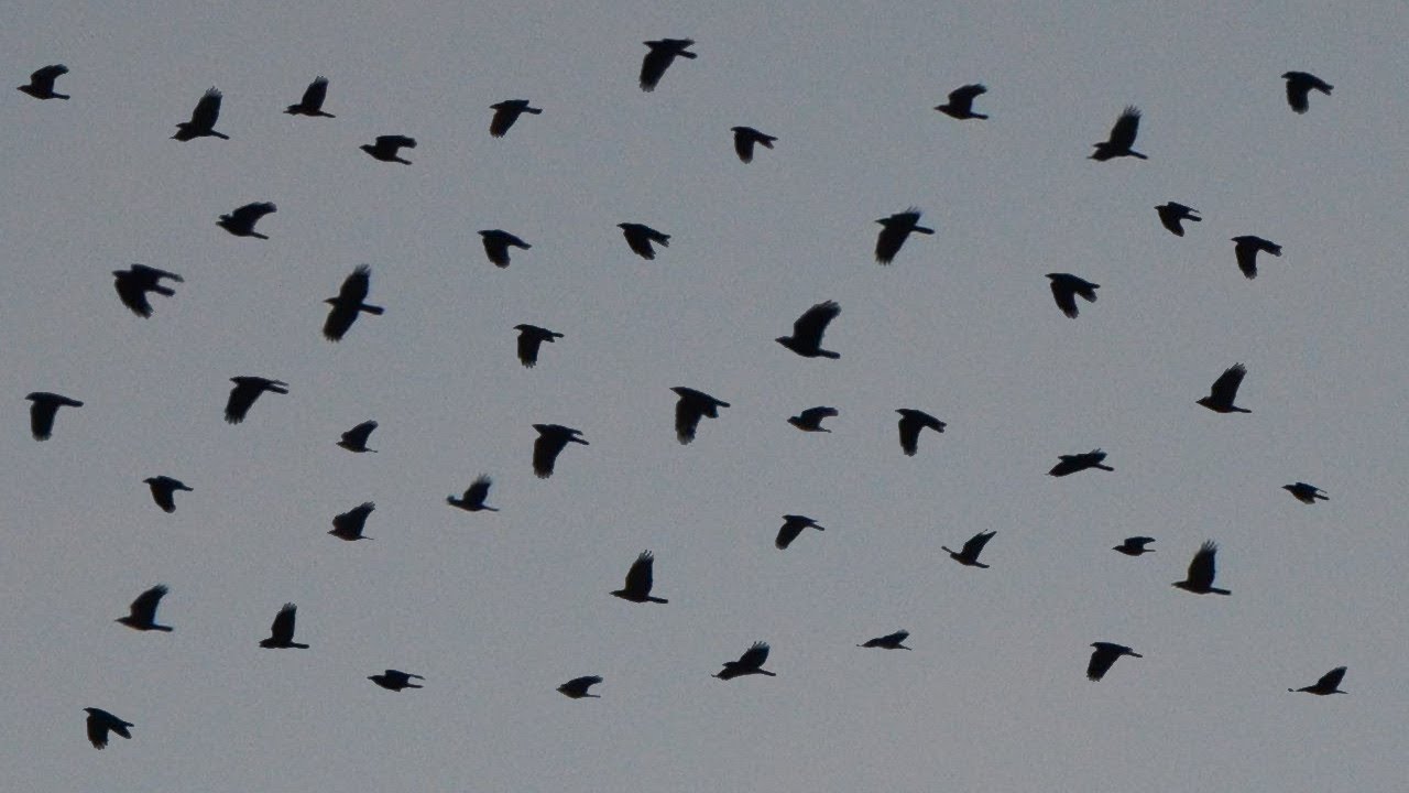 Crows flying & cawing loud in the sky