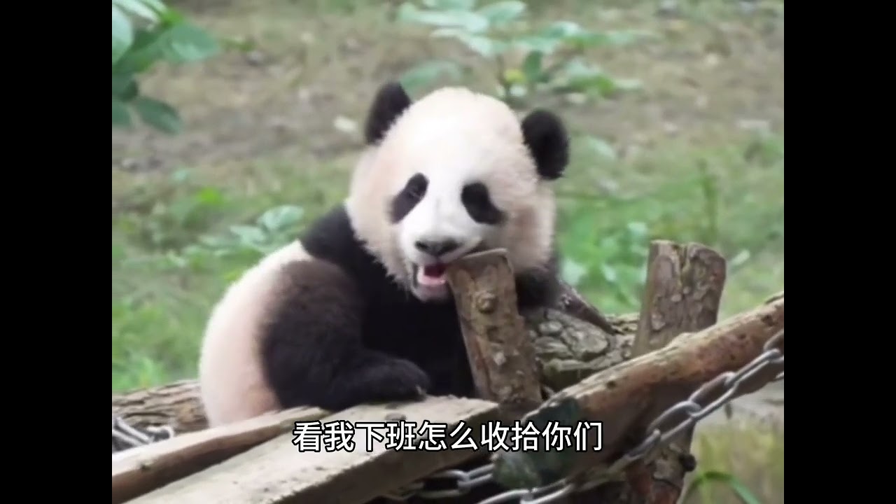 小月亮反复初现，它不爱上班也不爱下班，墩墩看到后心理平衡多了，露出了满意的笑容～#大熊猫小月亮 #来这吸熊猫 #大熊猫