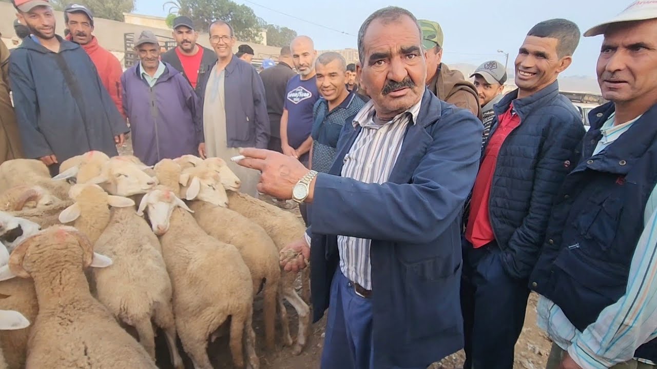 🇲🇦🔥🐑خيرات موجودة في سوق الأسبوعي تلات لولاد نقدم لكم أتمنة نعجة 🐑تاريخ تصوير 13/8/2024