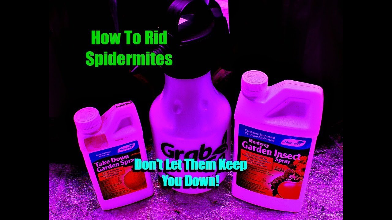 How To Kill Spider Mites On Cannabis