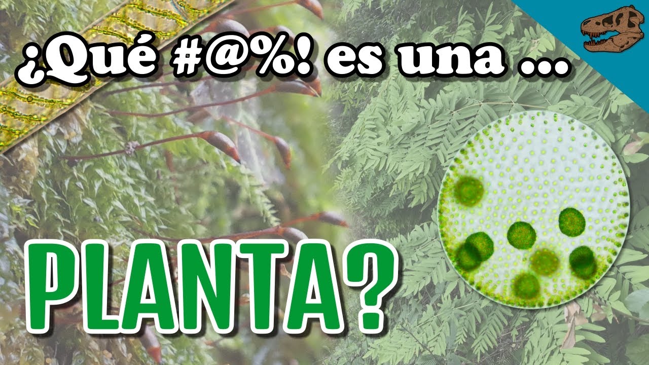 &iquest;Qu&eacute; #@%! es una PLANTA?