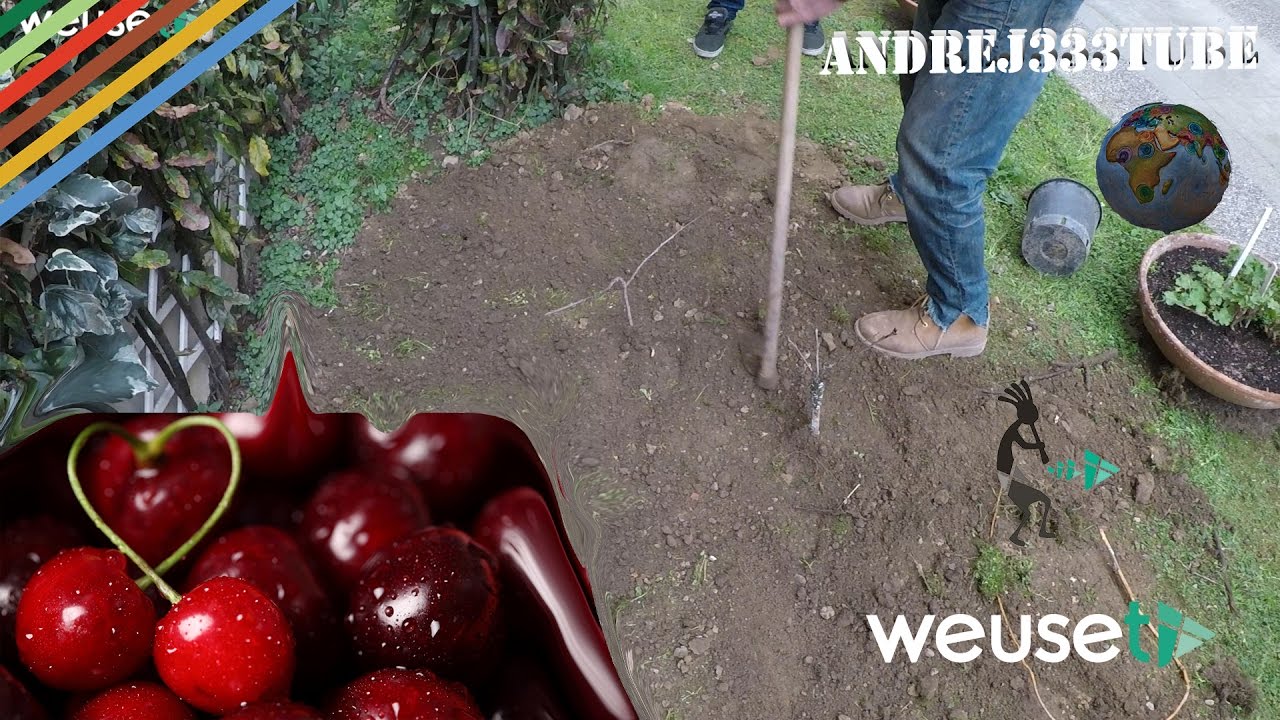 Messa a dimora di un ciliegio papale (innestato su amarena selvatica) - Tutorial alberi da frutto