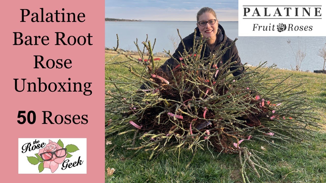 🌹 Palatine Bare Root Rose Unboxing / Over 50 Roses