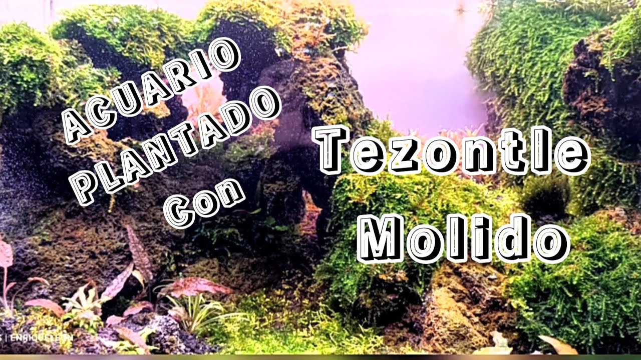 acuario plantado  fácil con tezontle molido