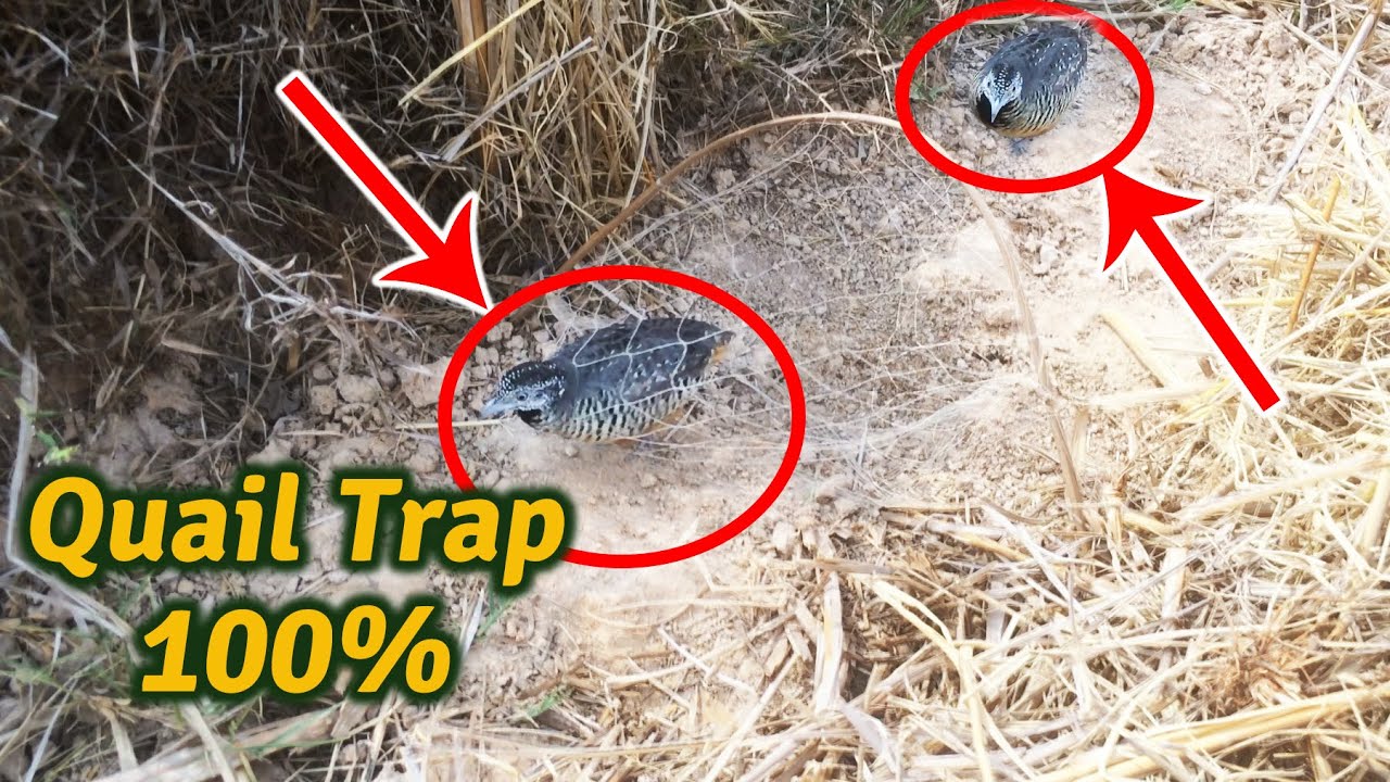 Quail trap on the Farmland- Amazing Bird trap Using Nets With Quail sound By:AmazingPrimitive