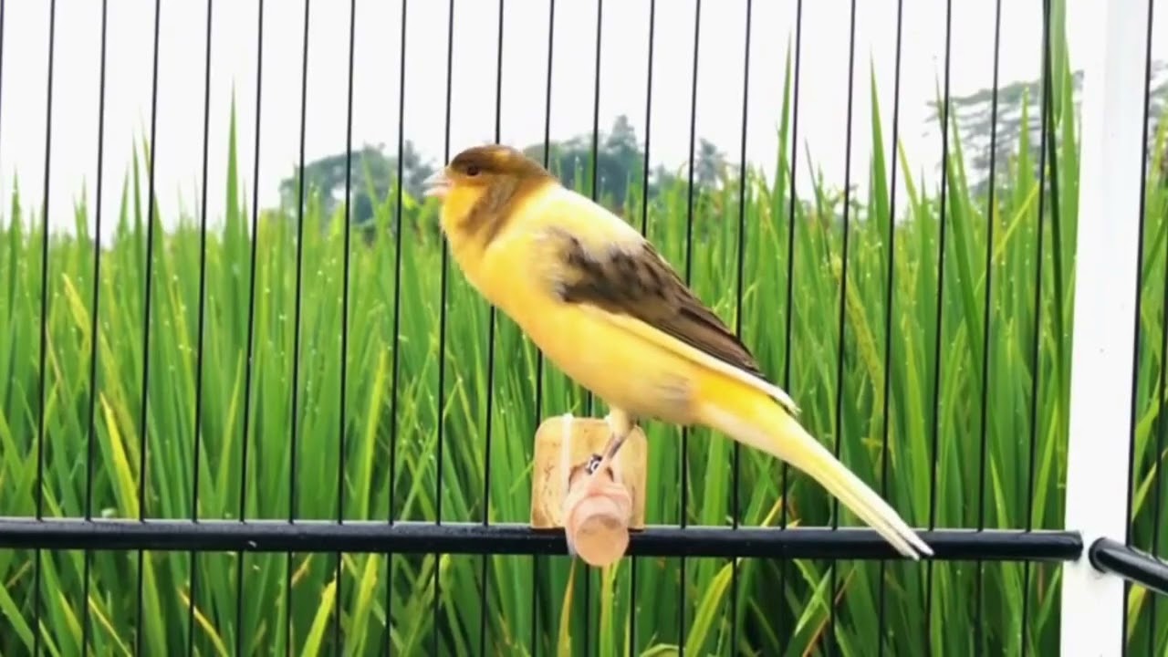 Melodic Whistle: Belgian Canary Training Sound