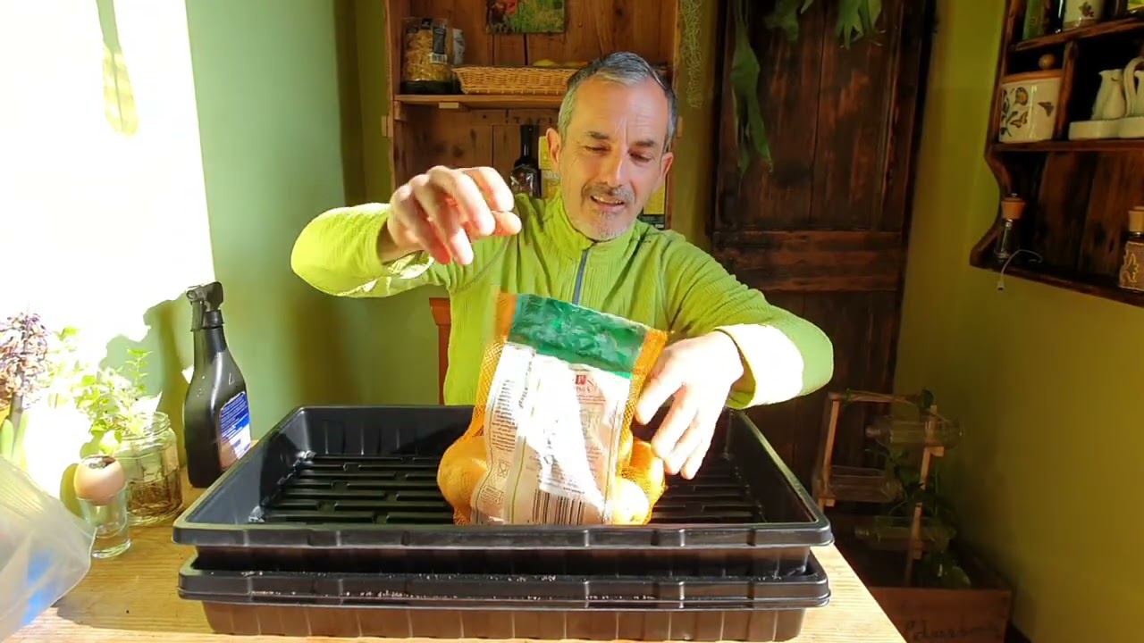 SEMINA DEI MICROGREEN  GUARDATE CHE SPETTACOLO!