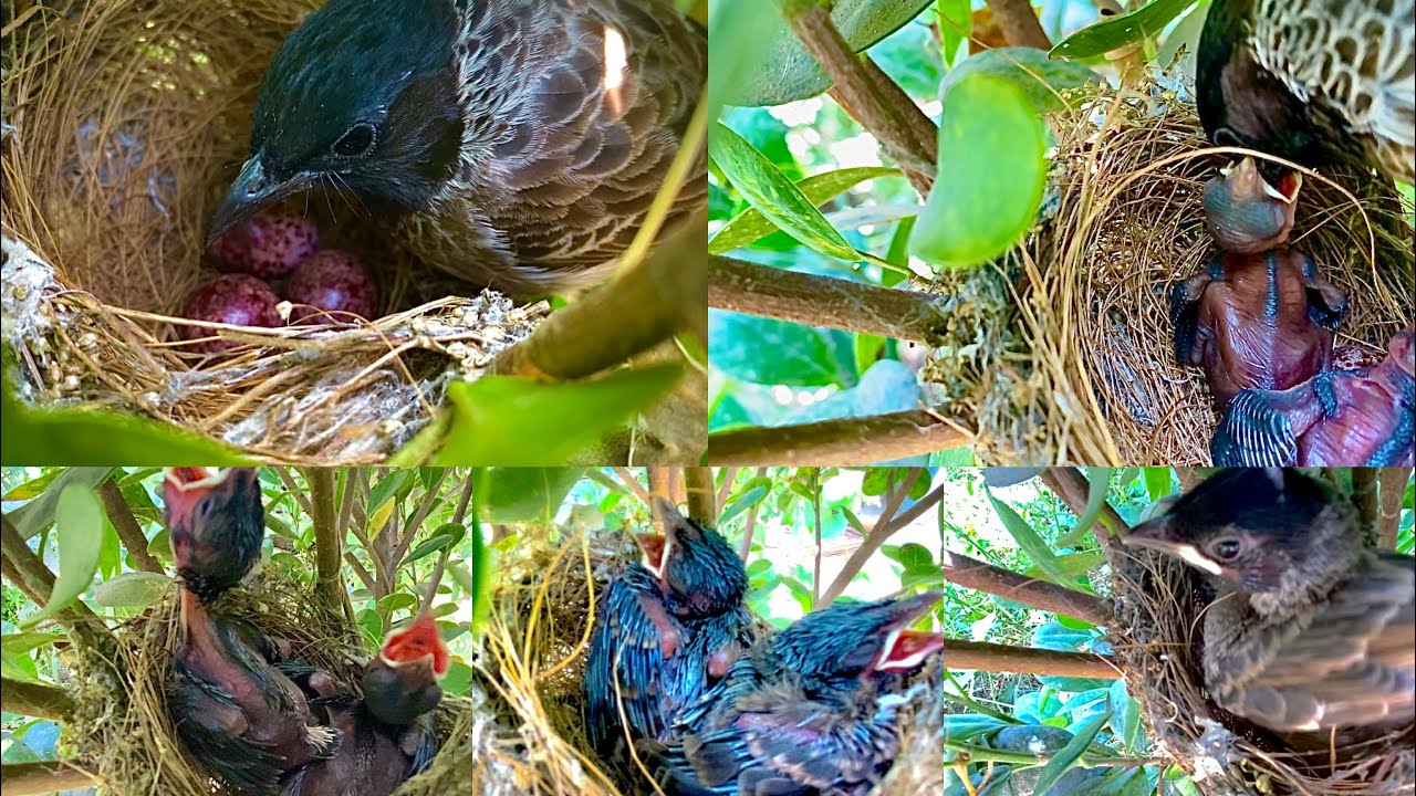 Bulbul bird hatching and growing day by day 😍🪺 || red vented bulbul #bulbul #birds