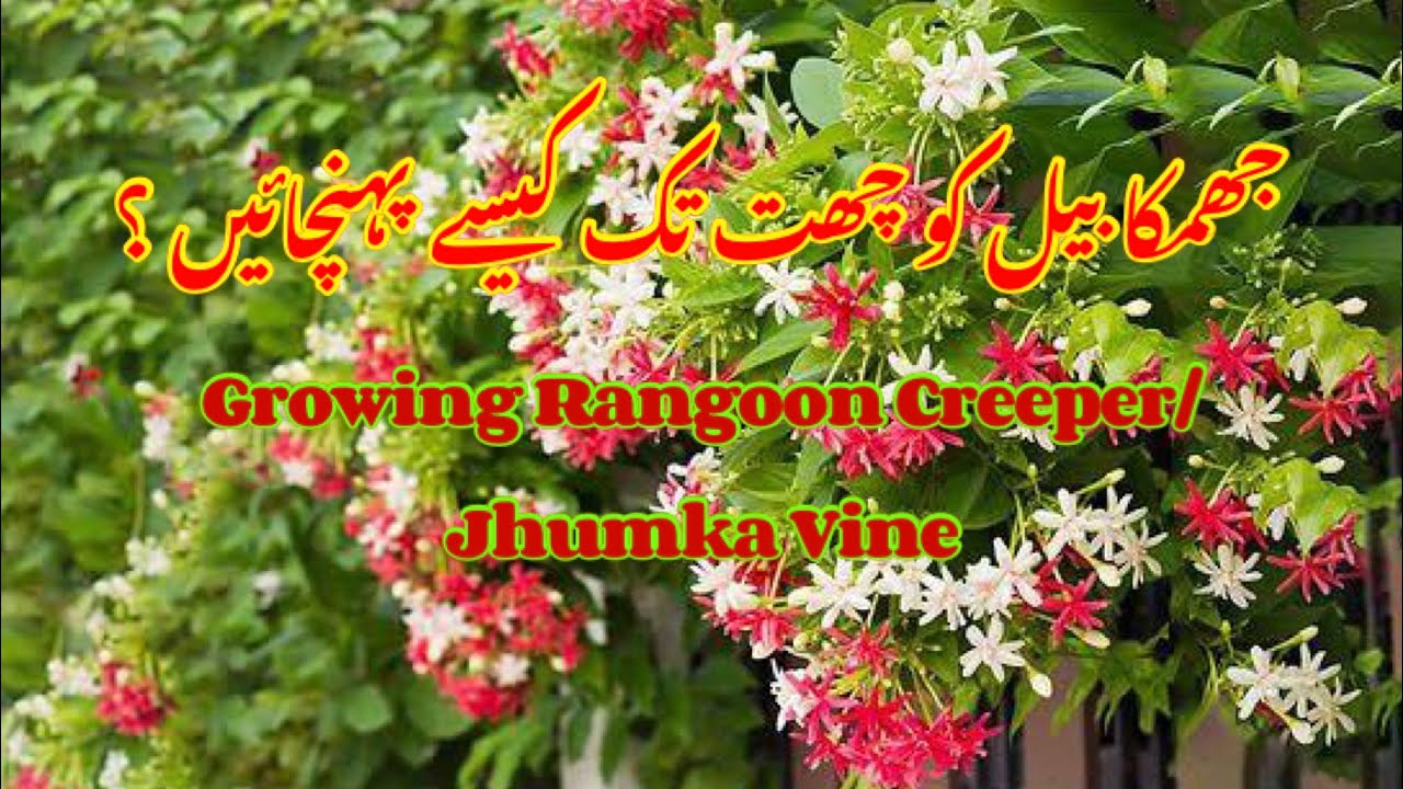 How to grow Rangoon Creeper Vine (Jhumka) | How to tame & prune Jhumka vine to climb till rooftop