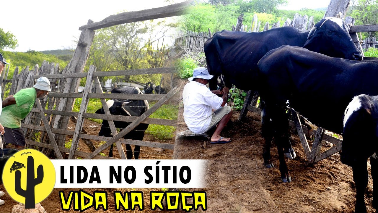 [VIDA NA ROÇA] AGRICULTOR: Nego Zé | Retirada de LEITE; Nego Zé, mostra seus Animais e sua LIDA 🌵