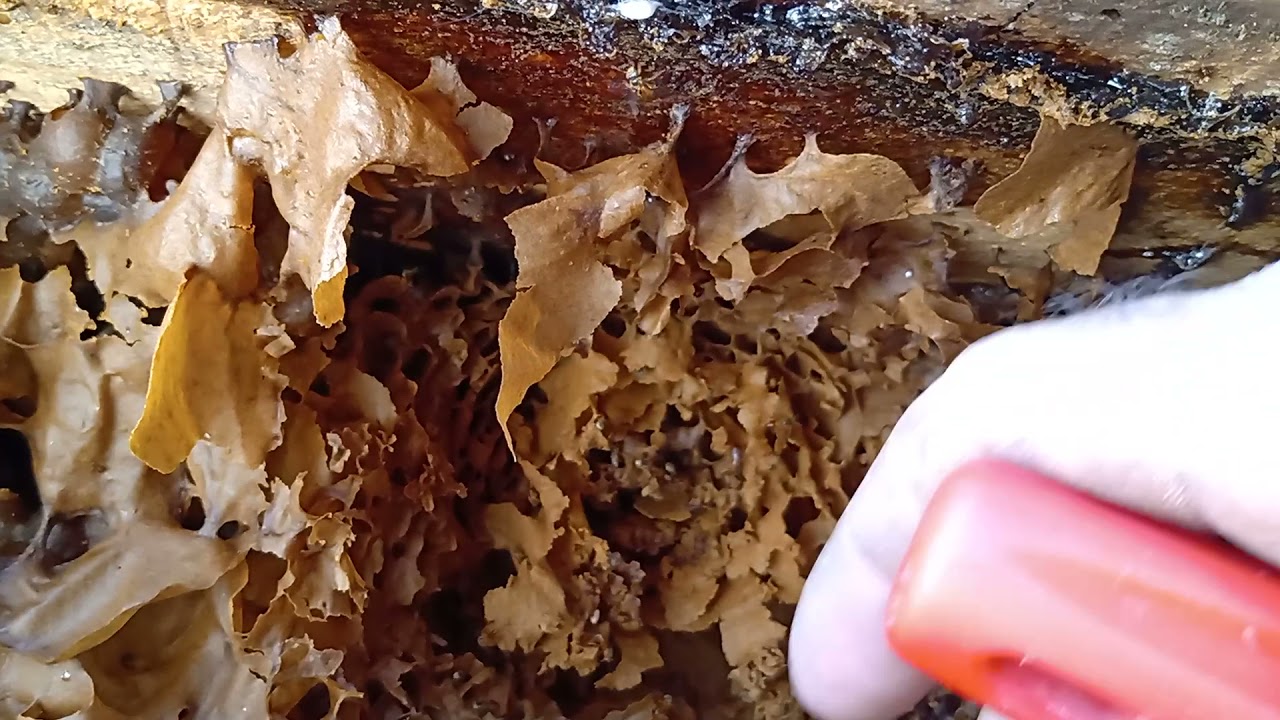 Jataí com discos de cria irregulares, monitorar pra não perder o enxame.