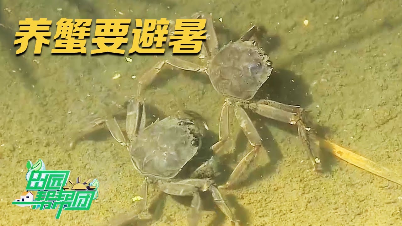 掌握这个技巧，你也能养出肥美螃蟹赚钱！揭秘稻田蟹大个秘密：想让螃蟹多吃长肉，控制好水温是关键 |「田园帮帮团」20230921