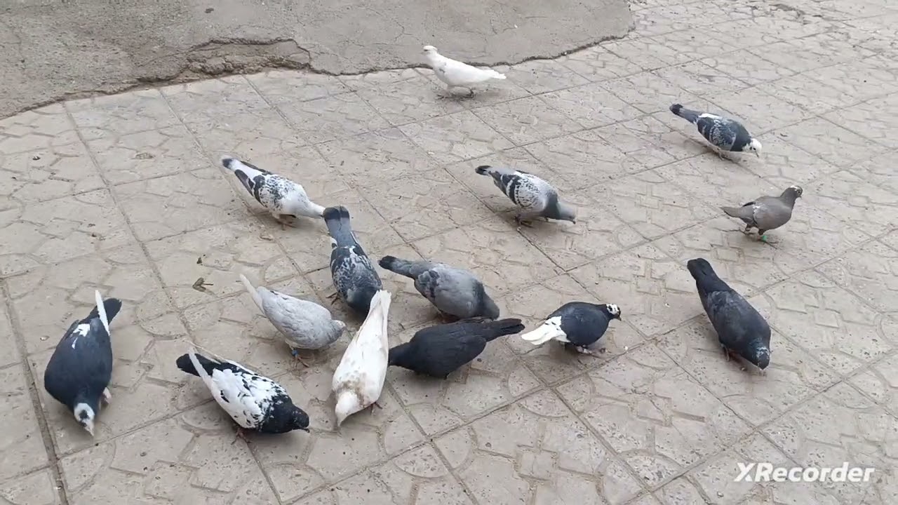 برای همه ❤️❤️ 