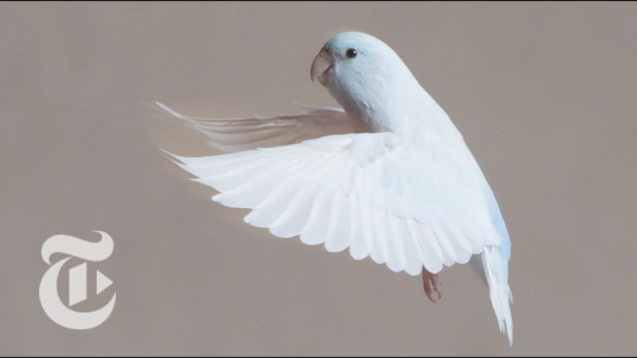Weighing Flight | ScienceTake | The New York Times