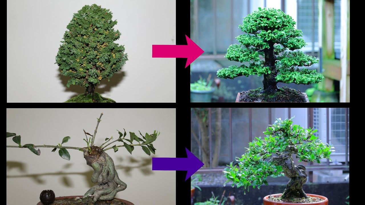 盆栽しんし　How to make Bonsai　Ｐａｒｔ3