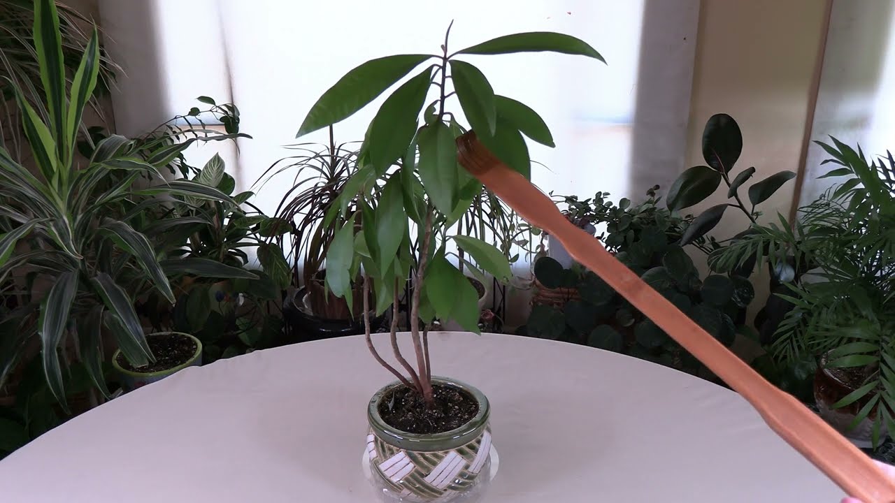 Ardisia Plant Care: What to Know