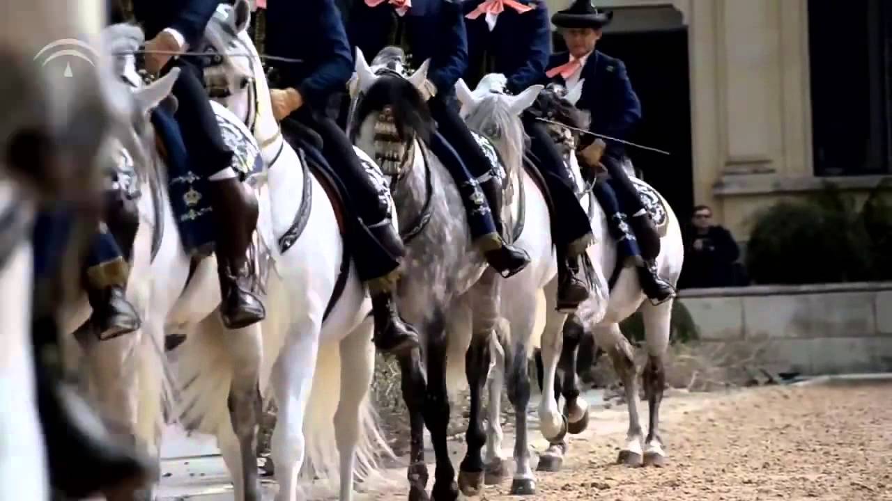 ANDALUSIERS / ANDALUSIER / PRE / SPAANSE SPORTPAARDEN