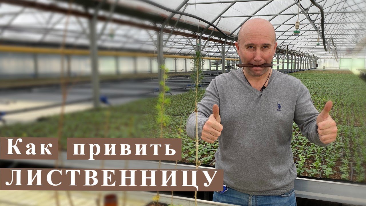 Как привить лиственницу. Серия Прививка хвойных растений.
