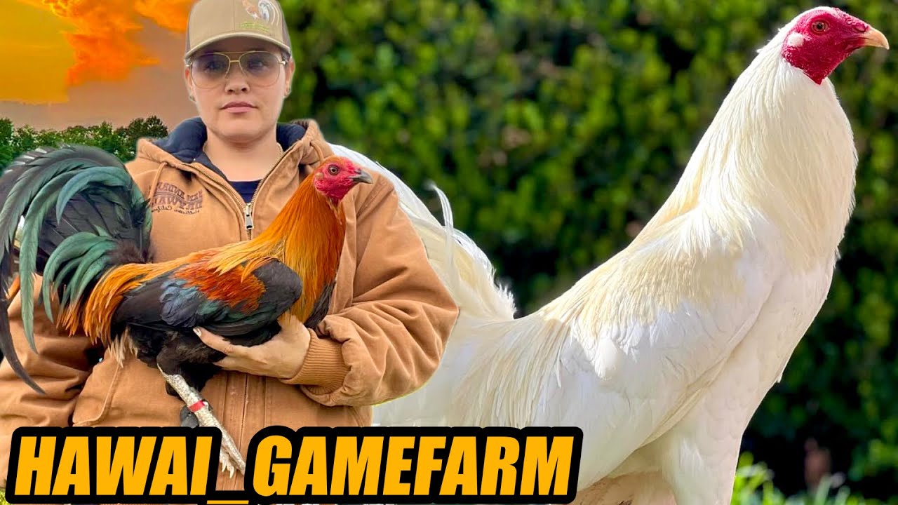 Beautiful White Kelso And Leiper Barnet Brownred | HAWAI _GAMEFARM