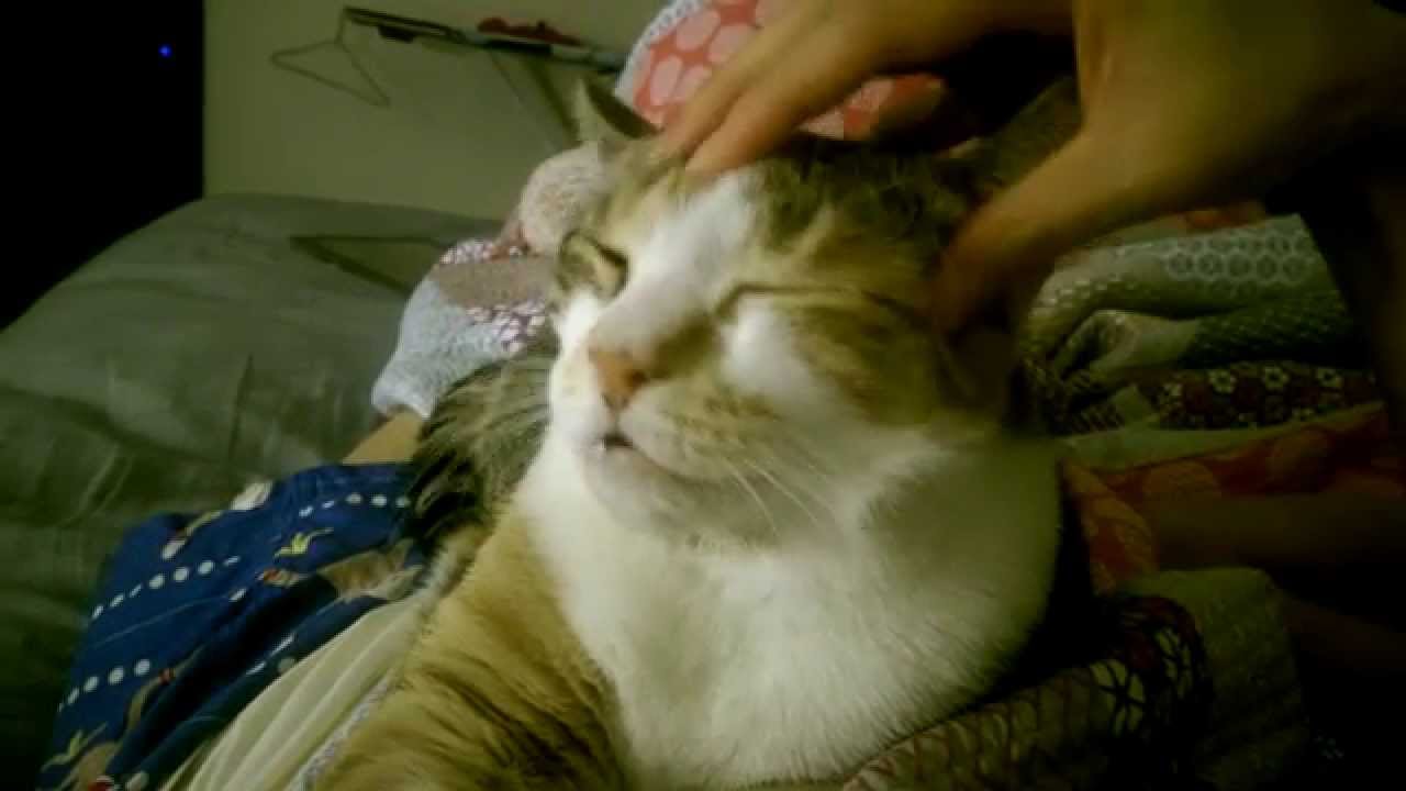How to give your cat a massage