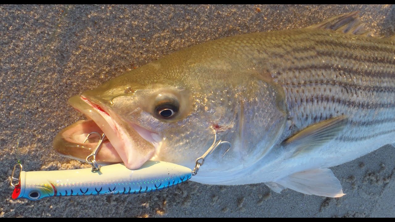Surfcasting Rod Review - 11-foot Tsunami Airwave Elite 1102M