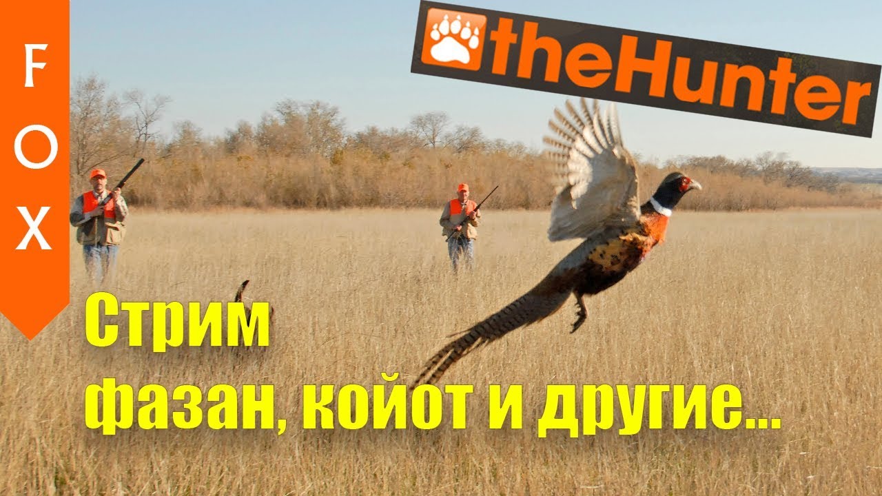 The Hunter, стрим. Охота на фазана.