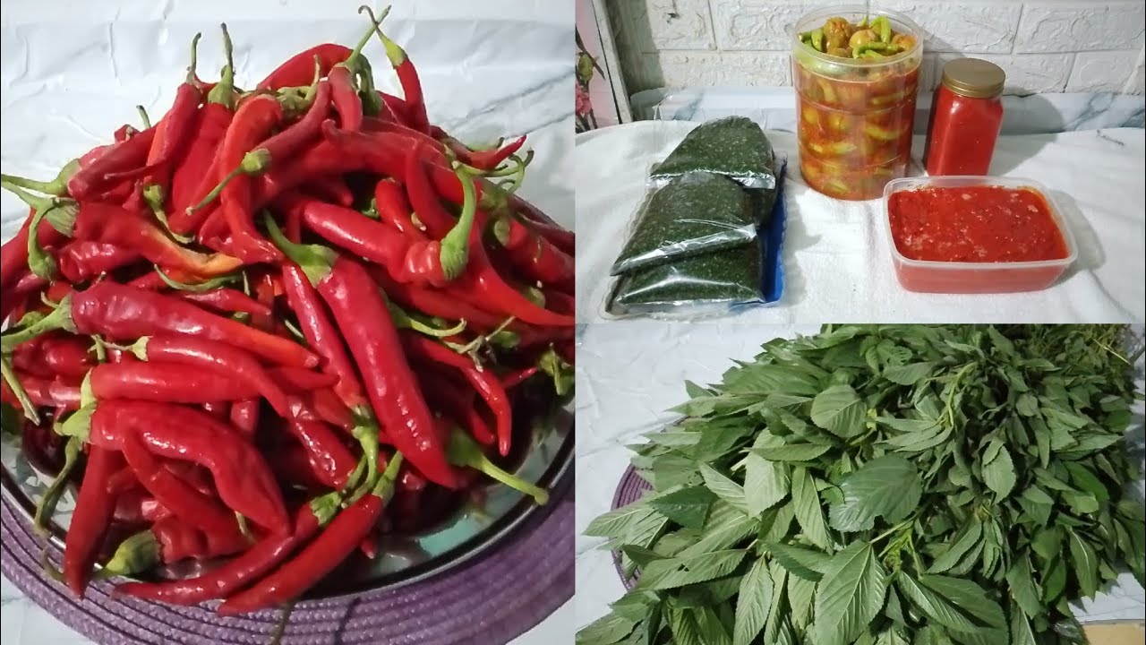 تفريز الملوخيه و هريسة الشطه من غير افتكاسات 🥰