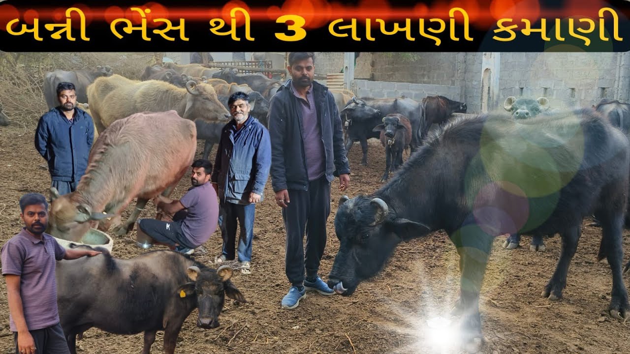 બન્ની ભેંસ થી મહિનાની 2.50 થી 3 લાખ ની કમાણી બન્ની ભેસ અને ઘેડા ની ભેંસ ની ખાસિયતો  ગાયને ૯ લિટર દૂધ