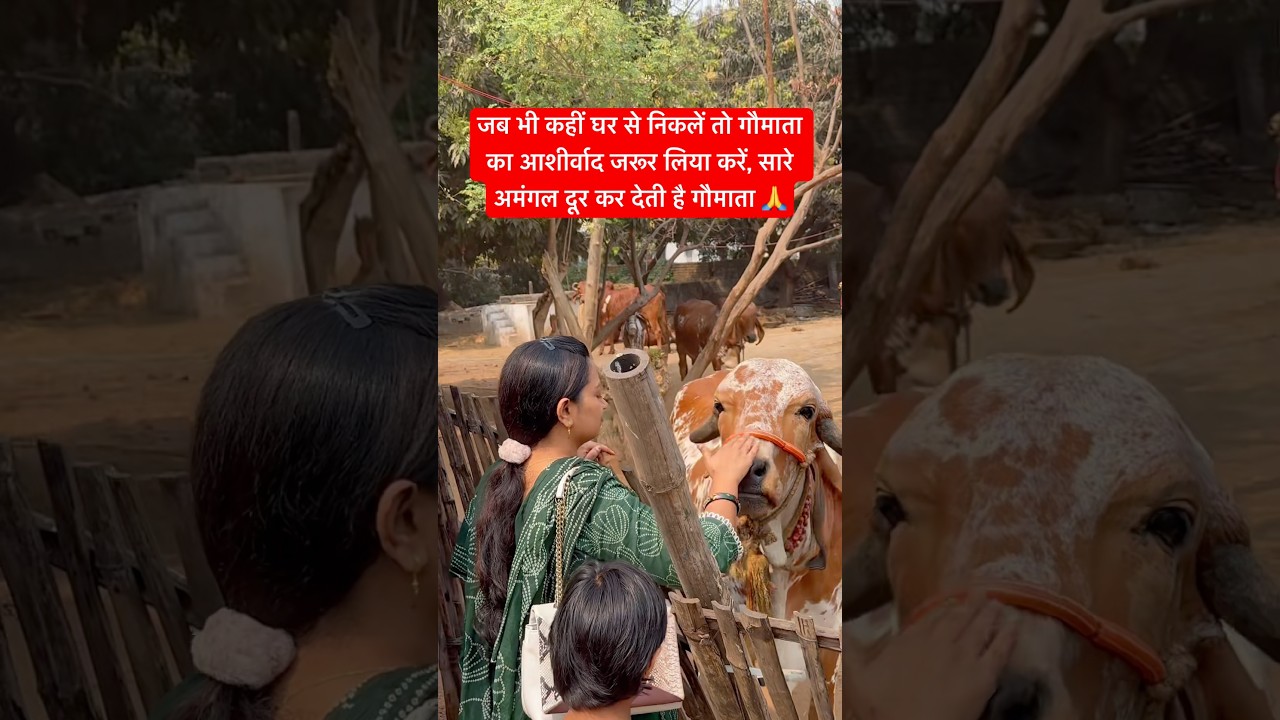 जब भी घर से कहीं निकलें तो गौमाता का आशीर्वाद जरूर लिया करें | Desi Cow | Gir Cow #desi #cow