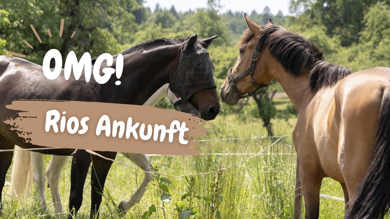 Rios erster Tag in Deutschland | Wo wohnt er nun? 🤔