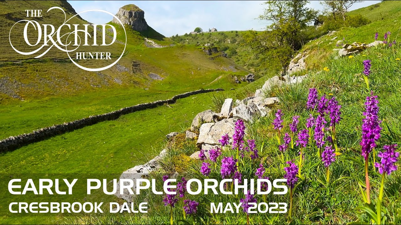 Early Purple Orchids - Cressbrook Dale (9th May 2023) - OH123