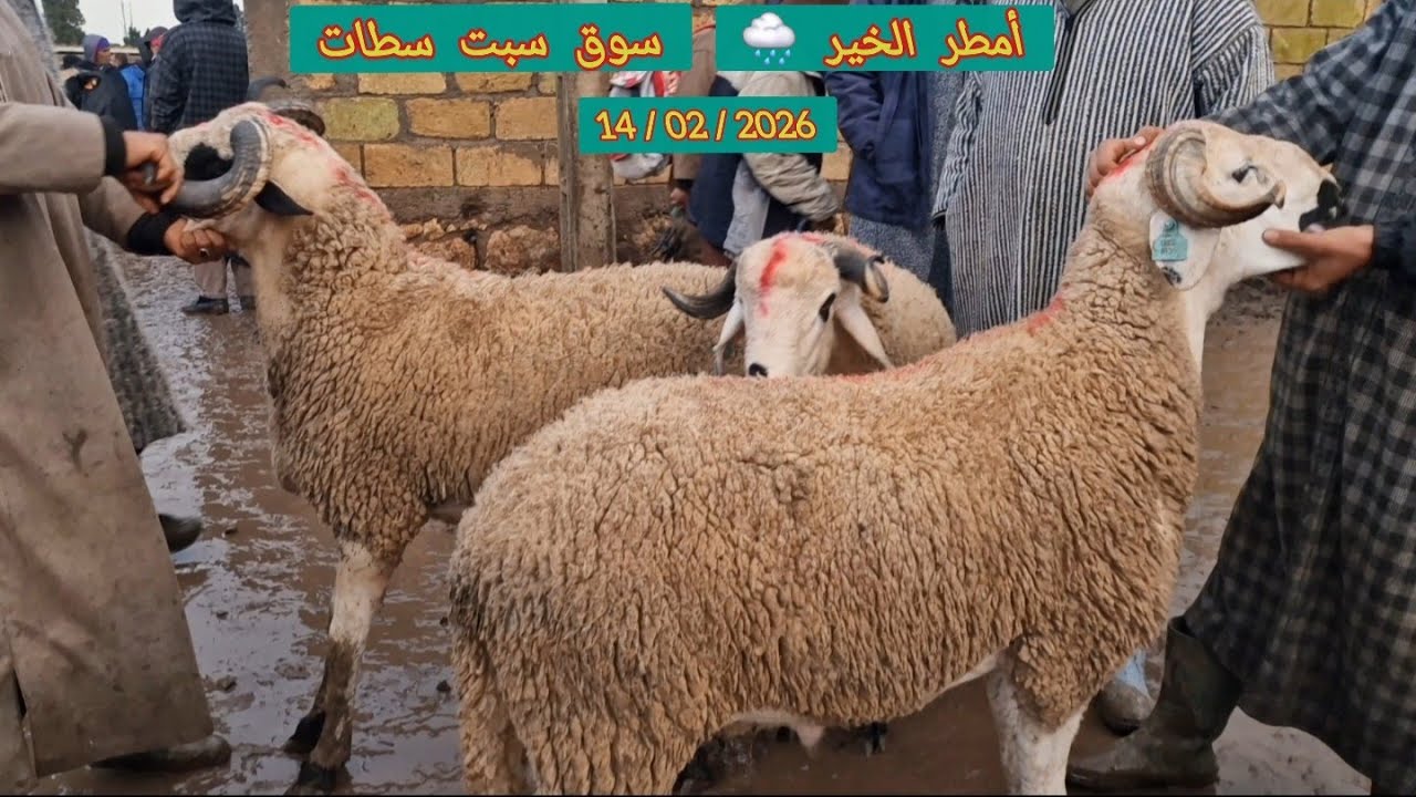 اليوم مباشرة من سوق سبت سطات مع اتمنة 14/02/2026 🌧🐏🐑🇲🇦