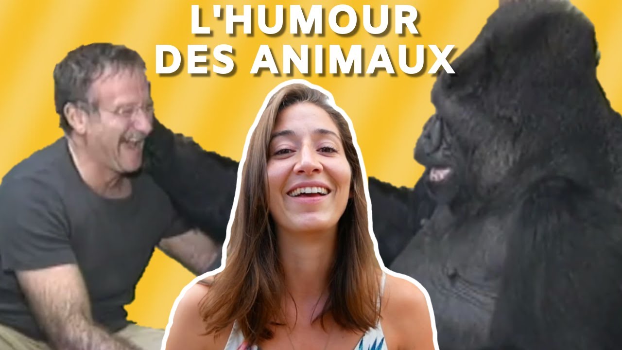 CE GORILLE SAIT DIRE ET INVENTER DES JEUX DE MOTS (pardon pour mon absence ...) - LQPB 28