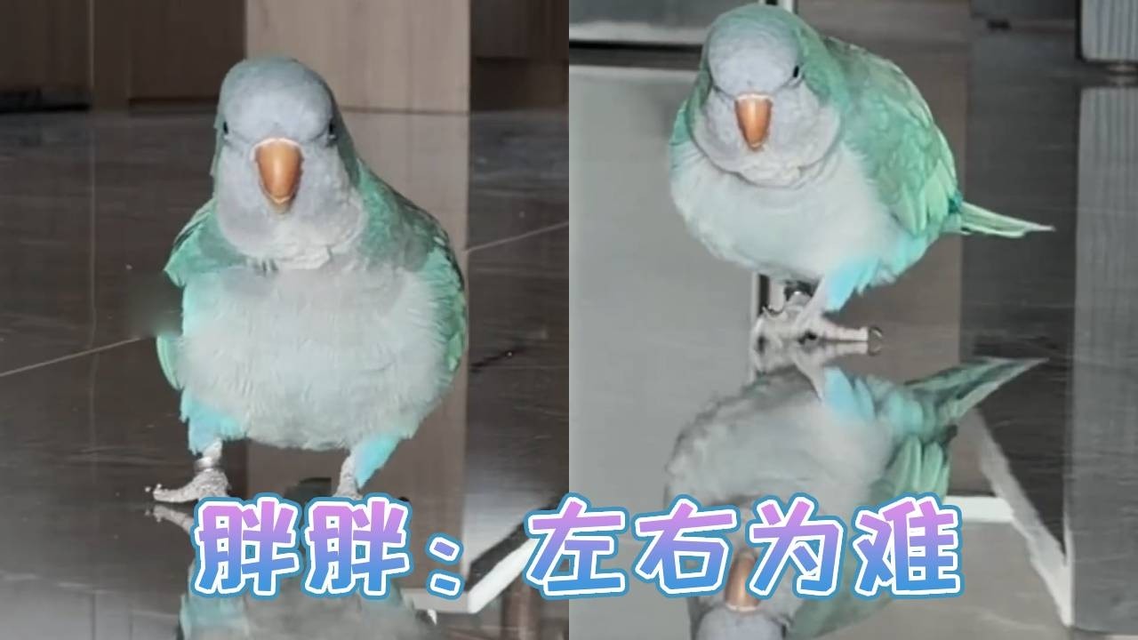 胖胖左右为难！到底应该吃饭还是出去玩儿？！真的很难选择啊！【胖胖谷粒】
