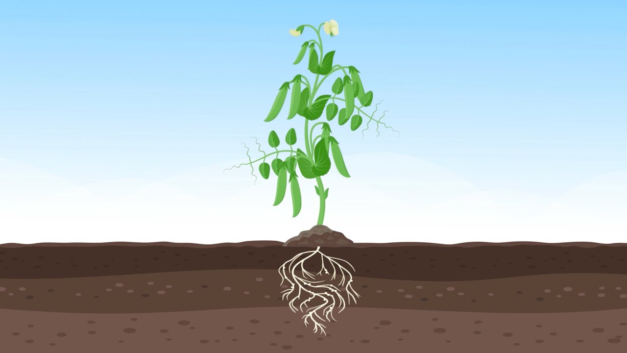The Plant Life Cycle
