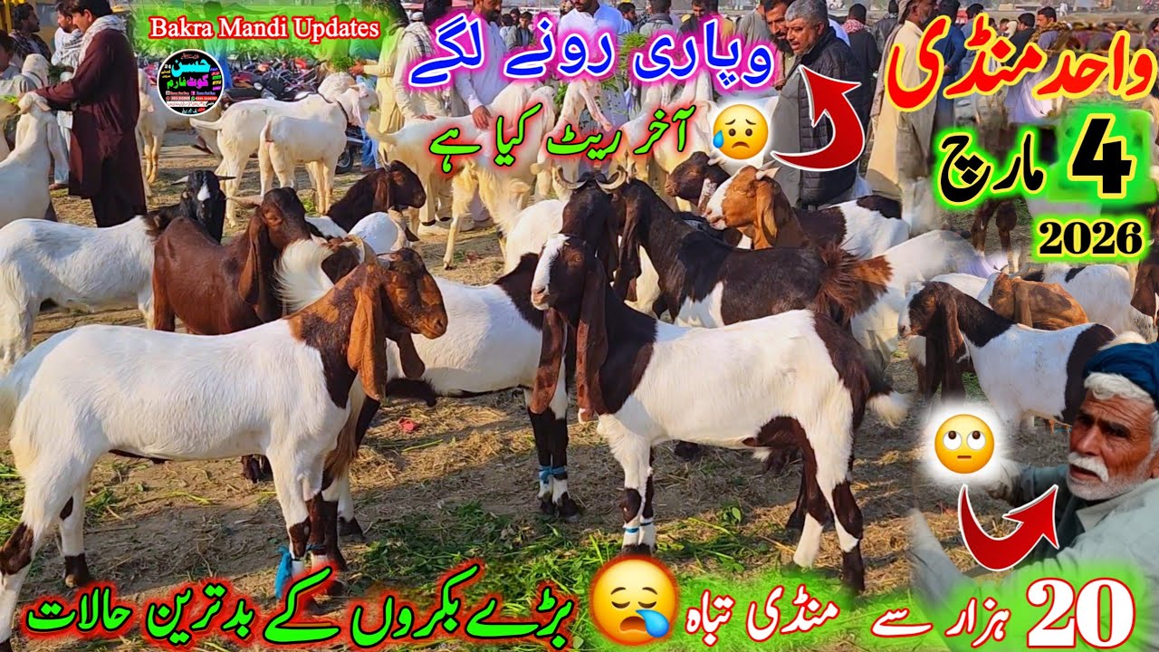4 March 2026 Wednesday Bakra Mandi pakistan سستے ریٹس والے بکروں کی منڈی Start Rate 20 hzar se 😀 