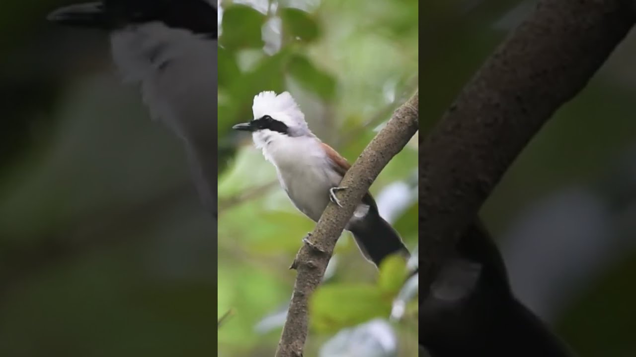 poksay jambul di alam liar❗