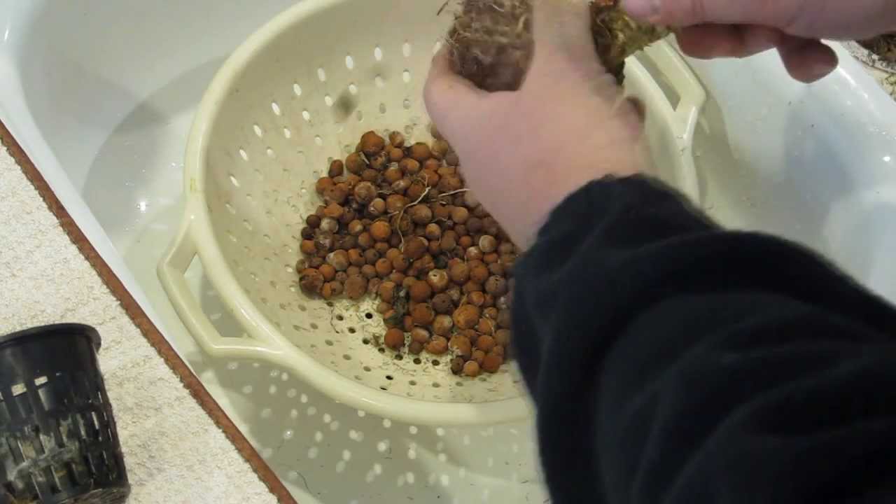 Cleaning Net Pots and Media - Hydroponics