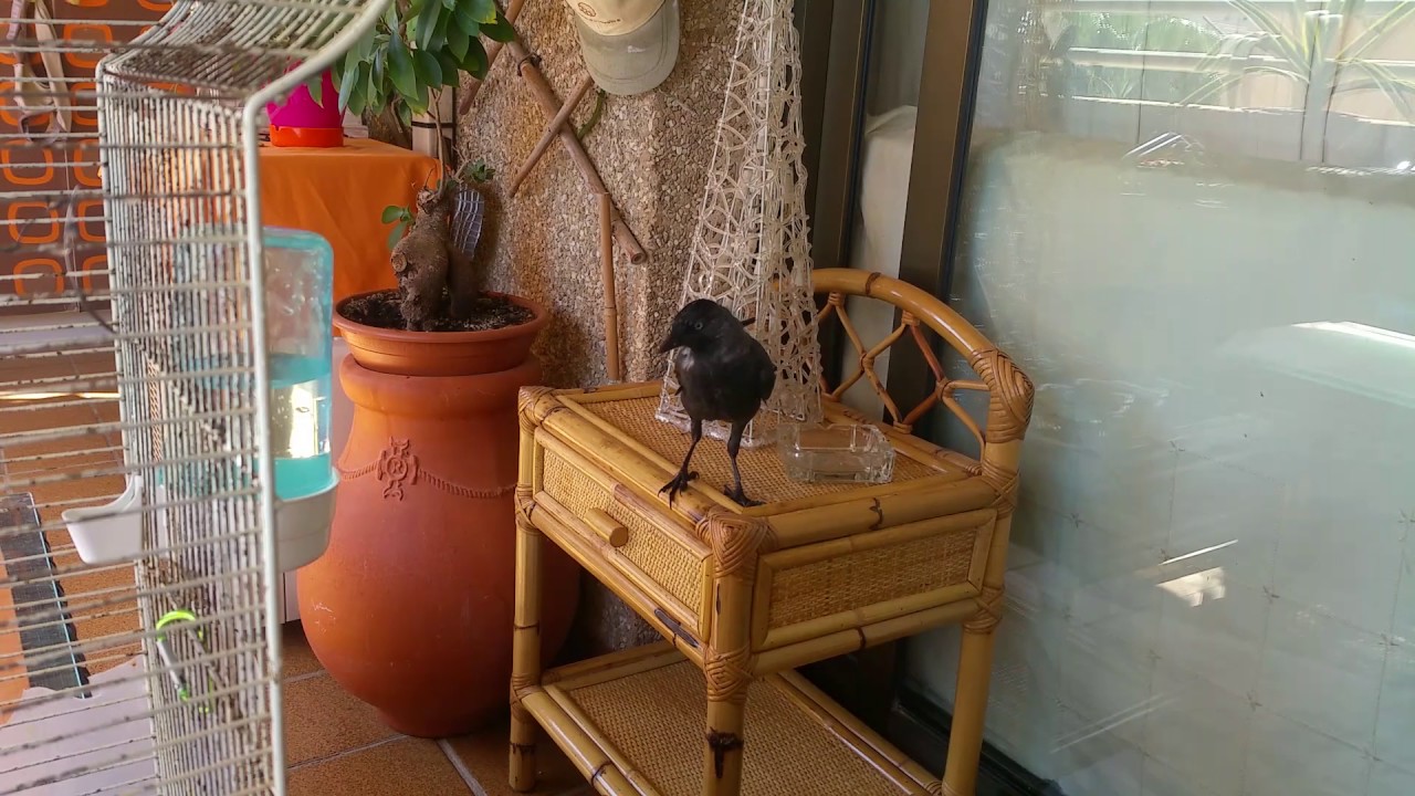 mi grajilla paseando